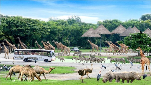 Không khó để bắt gặp cảnh tượng đáng yêu như thế này khi đặt chân đến Safari Phú Quốc