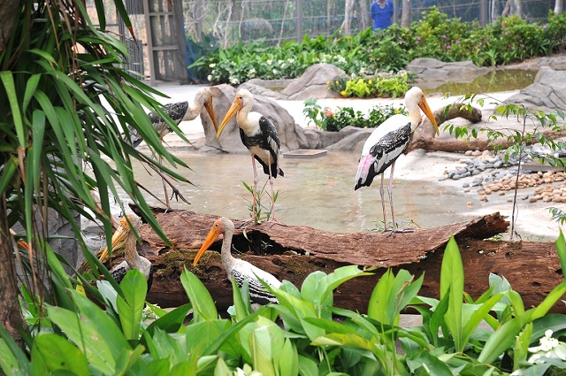 Không gian tại Safari Phú Quốc được bố trí giống như môi trường tự nhiên bên ngoài