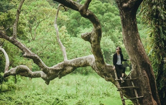 Tại khu du lịch sinh thái Nhất Lâm Thủy Trang Trà có một thân cây rất đặc biệt